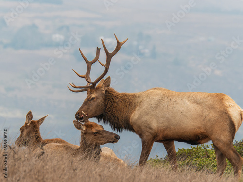 Tule Elk at Point Reyes Preserve 5

