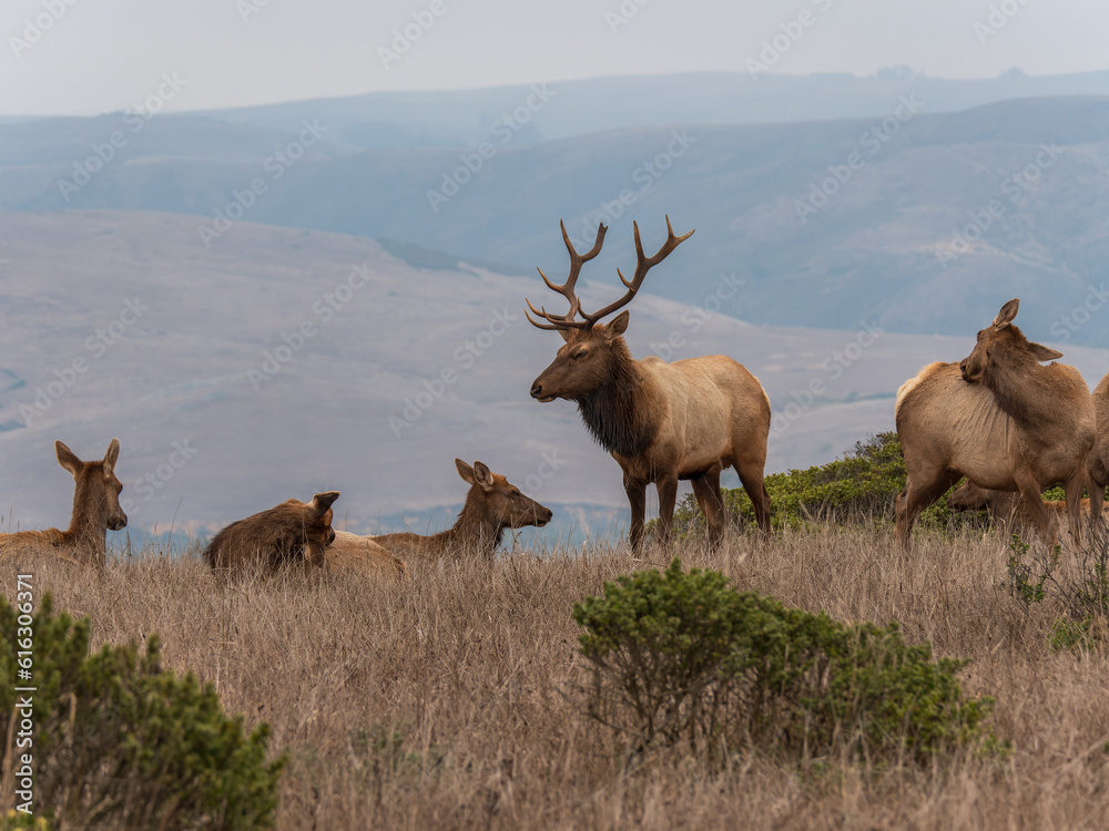 Naklejka premium Tule Elk at Point Reyes Preserve 7