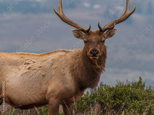 Tule Elk at Point Reyes Preserve 8

