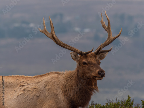Tule Elk at Point Reyes Preserve 9

