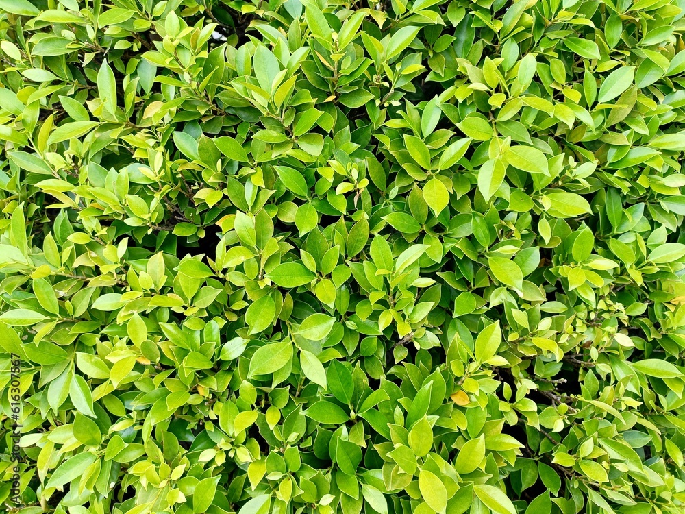 Obraz premium green leaves background