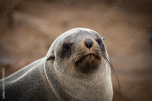 Cape Cross Seal Colony Namibia