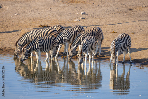 Giraffe and Zebras drinking at Waterhole