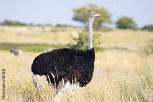 African Common Ostrich - Etosha National Park
