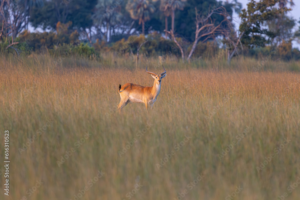 Naklejka premium Impala at sunset at Okavango