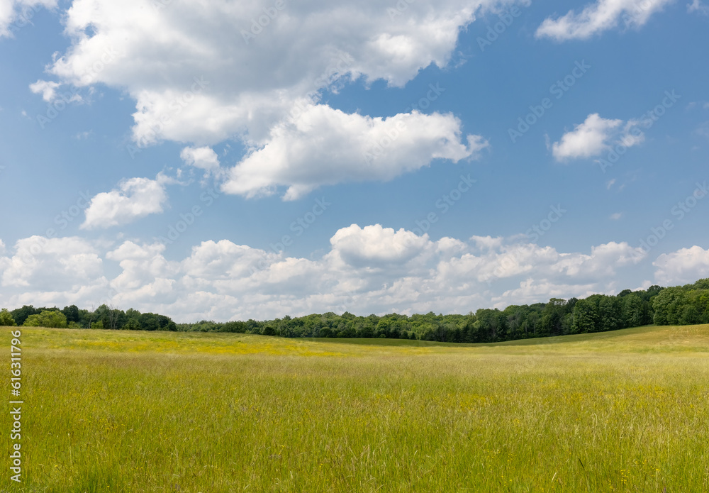 Obraz premium Summer landscape of a Muskoka Ontario field with trees on the horizon and large fluffy clouds in blue sky