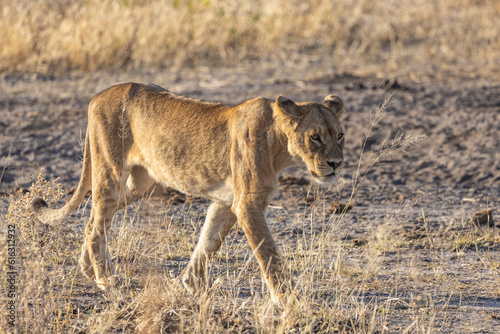 Young Female Lion at Chobe