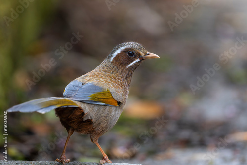 White-whiskered Laughingthrush close up Taiwan bird