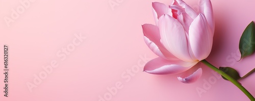 Pink tulip flowers on a pink background