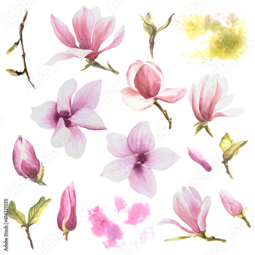 Magnolia flowers set  watercolor illustration. Hand drawn isolated 