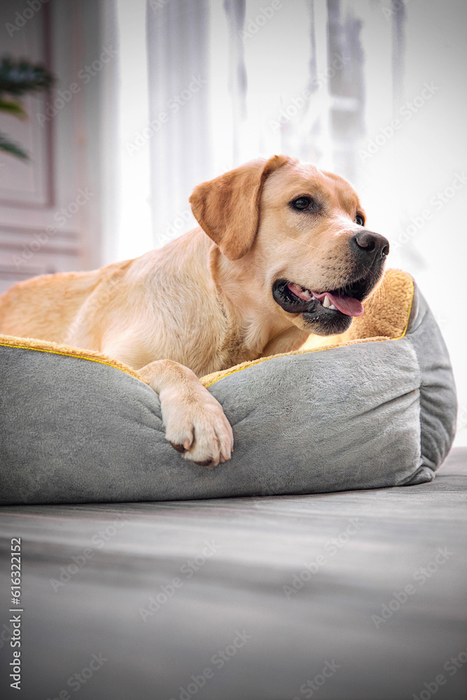 Labrador retriever dog lying on pet bed and smiling at camera, indoor shot Labrador retriever dog lying on pet bed and smiling at camera, indoor shot