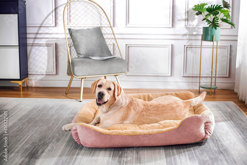 Labrador retriever dog lying on pet bed and smiling at camera, indoor shot