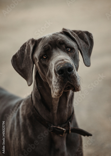 Great Dane Dog