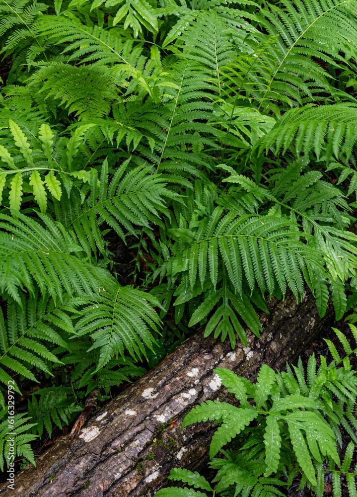 Fototapeta premium 695-54 Fern Log