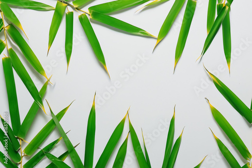 Captivating Bamboo Leaf Background with Elegant White Paper