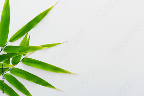 Captivating Bamboo Leaf Background with Elegant White Paper