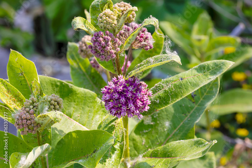 Common Milkweed (Asclepias syriaca ) Whole plant with flowers. In the northeast and midwest, it is among the most important food plants for monarch caterpillars (Danaus plexippus). photo
