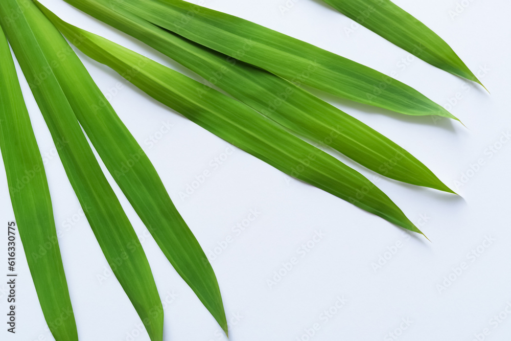 Beautiful Pandan Leaf Background with White Paper A Refreshing and Serene Combination Beautiful Pandan Leaf Background with White Paper A Refreshing and Serene Combination