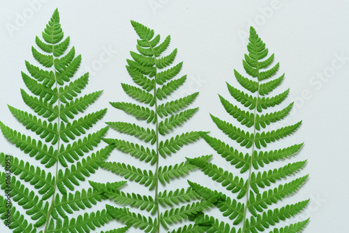 Enchanting Fern Leaf Background with Gorgeous White Paper
