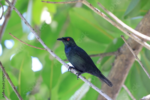 Asian Glossy Starling (Aplonis panayensis eustathis) male in Sabah, North Borneo, Malaysia