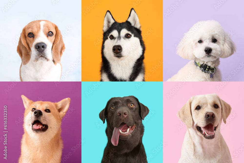 Collage with different dogs on color background Collage with different dogs on color background