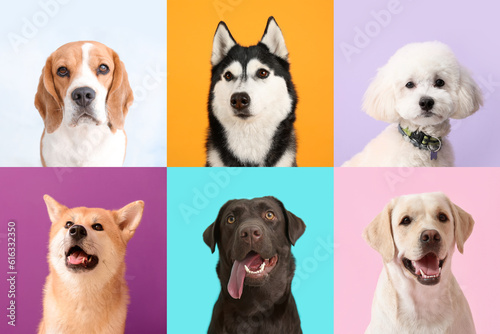 Collage with different dogs on color background © Pixel-Shot
