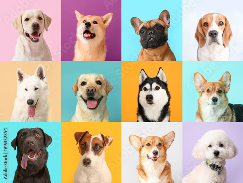 Collage with different dogs on color background