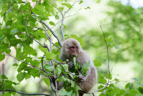 初夏のニホンザル