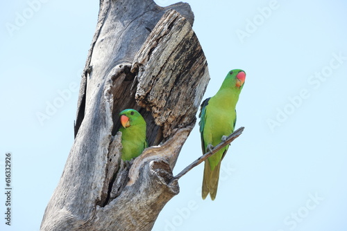 Blue-naped Parrot (Tanygnathus lucionensis)  in Sabah, North Borneo, Malaysia photo