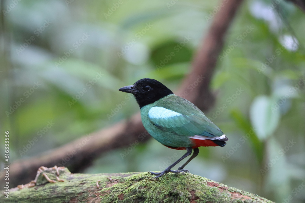 Fototapeta premium Sunda Hooded Pitta (Pitta sordida mulleri) in Sabah, North Borneo, Malaysia, North Borneo, Malaysia