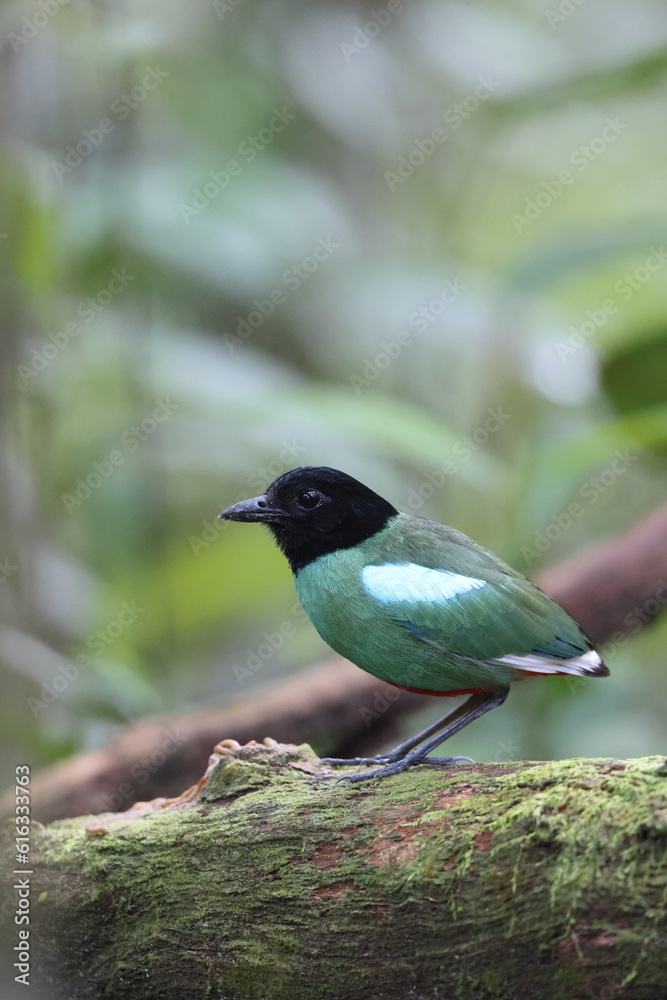 Obraz premium Sunda Hooded Pitta (Pitta sordida mulleri) in Sabah, North Borneo, Malaysia, North Borneo, Malaysia