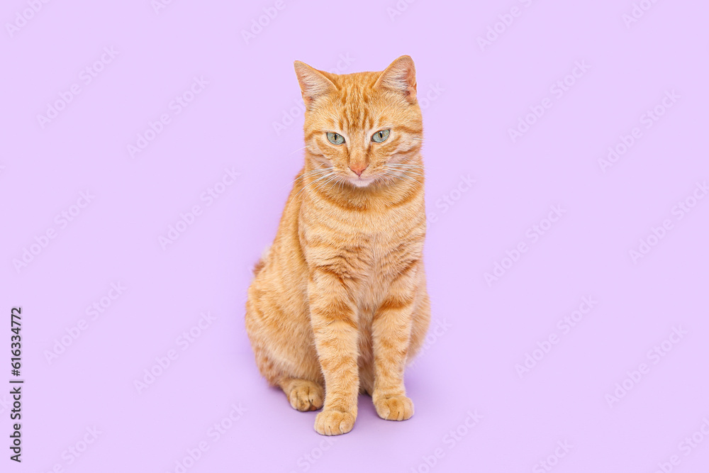 Cute ginger cat on lilac background