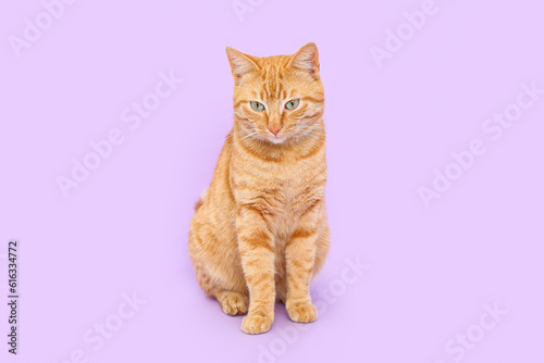 Fototapeta Naklejka Na Ścianę i Meble -  Cute ginger cat on lilac background