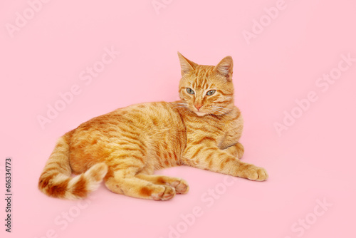 Cute ginger cat lying on pink background