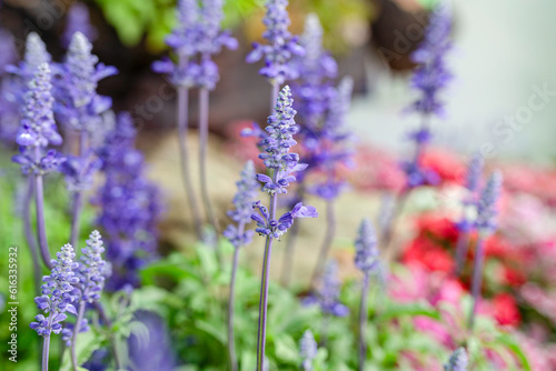 Beautiful purple Blue Salvia flowers blooming in the daytime against a field background.