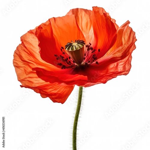 Poppy photo with a white background