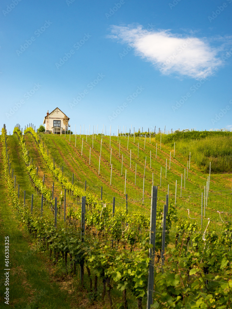 Small hut at a vineyard in middle burgenland austria - obrazy, fototapety, plakaty 