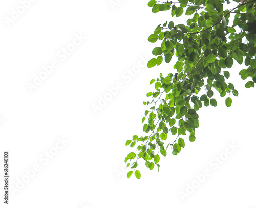 nature Leaves on a white background,PNG file.
