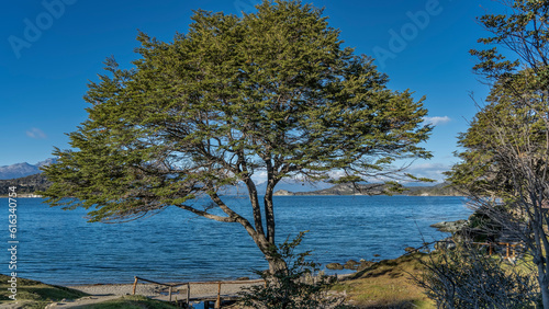 A beautiful sprawling nothofagus tree grows on the shore of the lake. Blue water, azure sky, a mountain range in the distance. Argentina. Ushuaia. Tierra del Fuego National Park. Ensenada Bay. photo