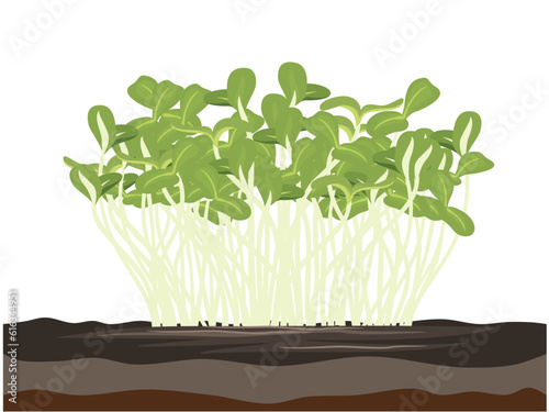 Sunflower sprouts on a white background.