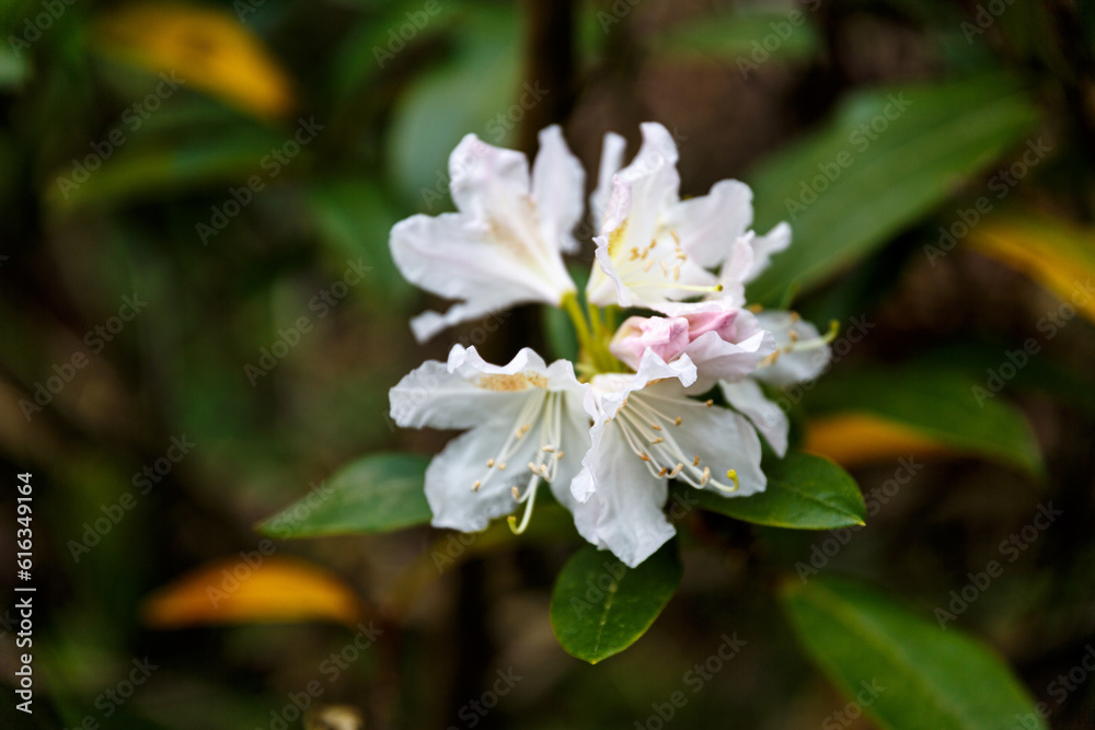 Petal of blooming plant and leaves Petal of blooming plant and leaves