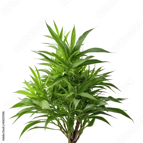 plant isolated on transparent background cutout