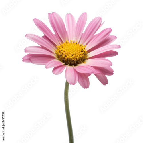 pink gerber daisy isolated on transparent background cutout