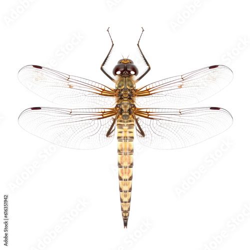 dragonfly isolated on transparent background cutout