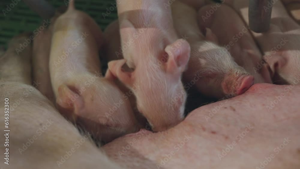 Sow feeds small piglets, piglets drink sow's milk, pig feeds children, pig farm Sow feeds small piglets, piglets drink sow's milk, pig feeds children, pig farm