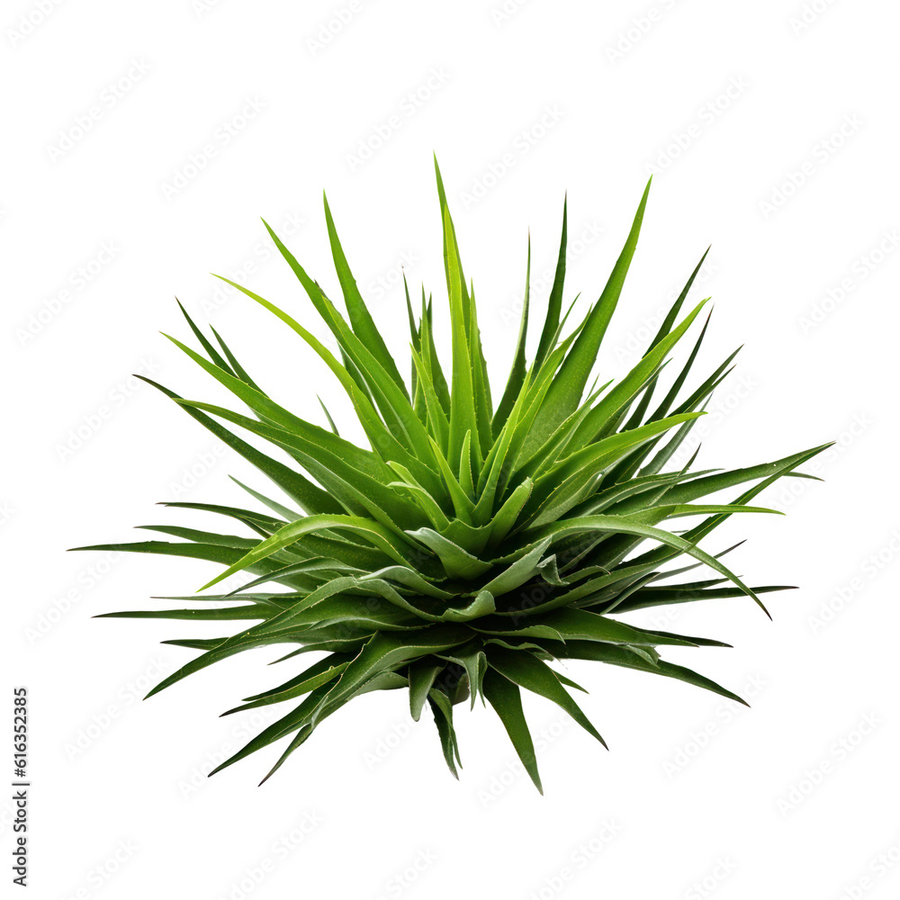 green grass isolated on transparent background cutout green grass isolated on transparent background cutout