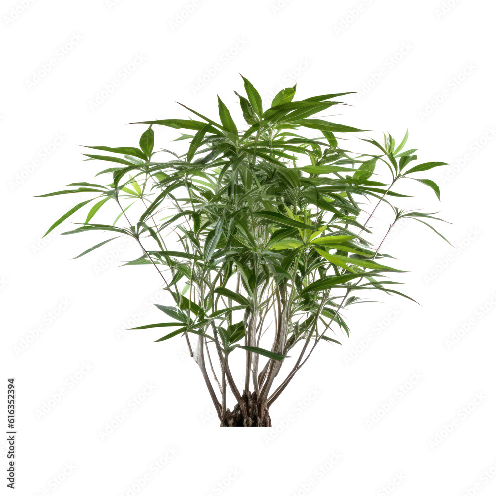 plant isolated on transparent background cutout plant isolated on transparent background cutout