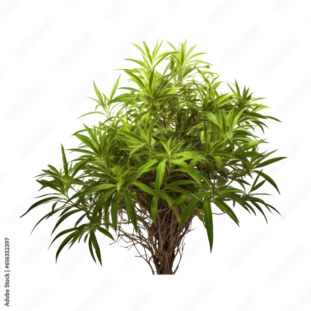 plant isolated on transparent background cutout plant isolated on transparent background cutout