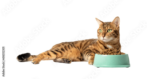 Billede på lærred A cat on a transparent background eats food from a bowl