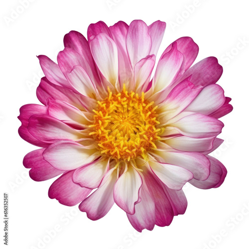 pink dahlia flower isolated on transparent background cutout